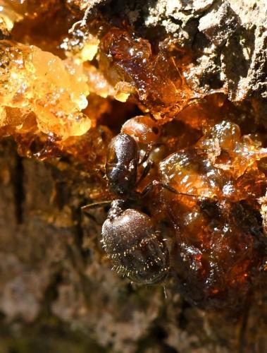 Réf. 216 560 : Crematogaster scutellaris